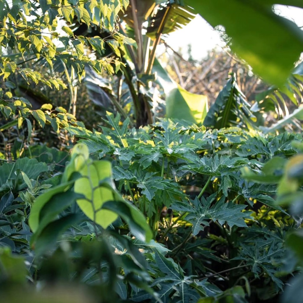 Subtropical papaya and banana plants in a lush layered food forest at Troppo's Food Forest in Te Puke